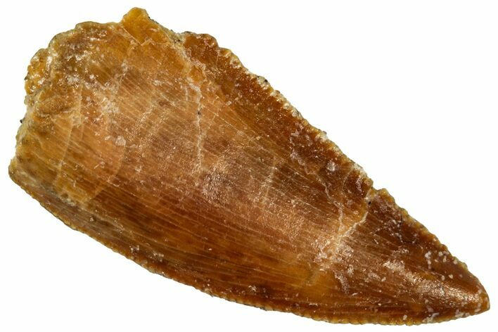 Serrated Raptor Tooth - Real Dinosaur Tooth #300955